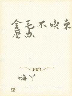 金毛不吃东西怎么办