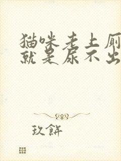 猫咪老上厕所但就是尿不出来