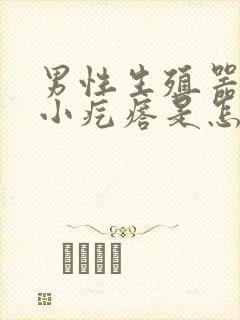 男性生殖器上有小疙瘩是怎么回事