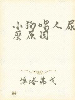 小狗喝人尿是什么原因封面