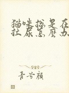 猫咪总是在床上拉尿怎么办