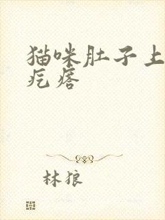 猫咪肚子上有硬疙瘩