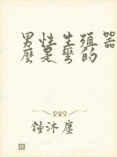 男性生殖器为什么是弯的