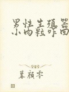 男性生殖器上长小肉粒咋回事