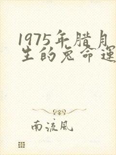 1975年腊月生的兔命运如何