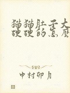 猫猫肚子大大的硬硬的怎么回事封面