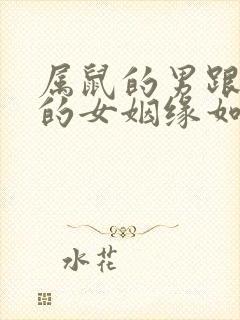 属鼠的男跟属兔的女姻缘如何封面