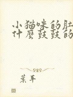 小猫咪的肚子为什么鼓鼓的