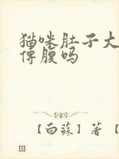 猫咪肚子大是猫传腹吗