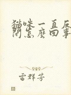 猫咪一直反复尿闭怎么回事