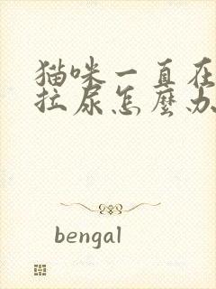 猫咪一直在床上拉尿怎么办