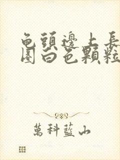 龟头边上长了一圈白色颗粒