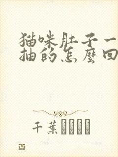 猫咪肚子一抽一抽的怎么回事