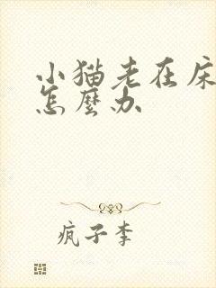 小猫老在床上尿怎么办