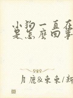 小狗一直在发抖是怎么回事封面