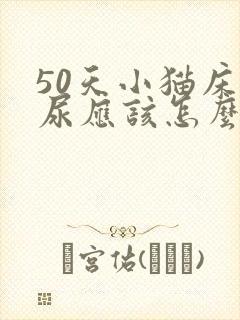 50天小猫床上尿应该怎么办