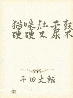 猫咪肚子鼓鼓的硬硬又尿不出怎么回事封面