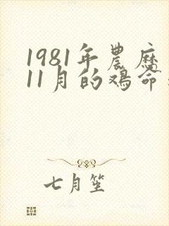 1981年农历11月的鸡命运怎么样