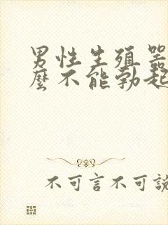 男性生殖器为什么不能勃起