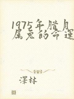 1975年腊月属兔的命运封面