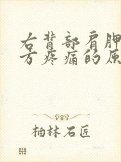 右背部肩胛骨下方疼痛的原因