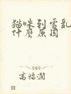 猫咪到处乱尿是什么原因封面