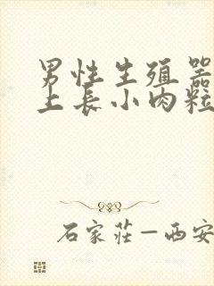 男性生殖器上面上长小肉粒