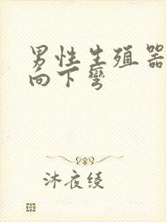 男性生殖器勃起向下弯