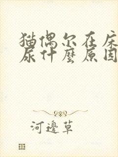 猫偶尔在床上拉尿什么原因封面