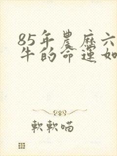 85年农历六月牛的命运如何