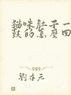 猫咪肚子一直鼓鼓的怎么回事封面