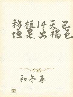 移植14天已孕但是出褐色血