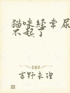 猫咪经常尿闭养不起了封面