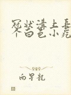 冠状沟上长了一个白色小疙瘩封面