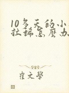 10多天的小猫拉稀怎么办