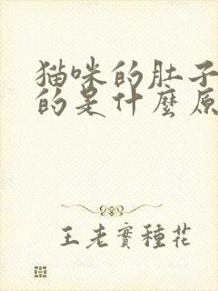 猫咪的肚子鼓鼓的是什么原因