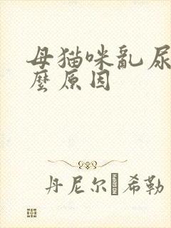 母猫咪乱尿是什么原因