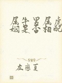 属牛男属虎女婚姻是否相配封面