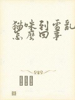 猫咪到处乱尿是怎么回事