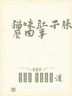 猫咪肚子胀大怎么回事封面