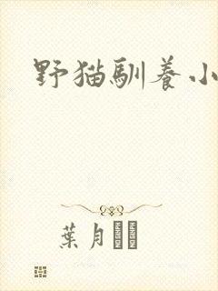 野猫驯养小说