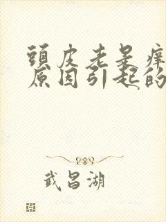 头皮老是痒什么原因引起的封面