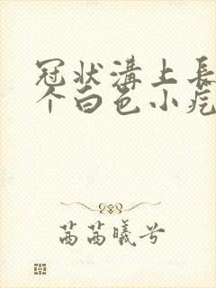 冠状沟上长了一个白色小疙瘩