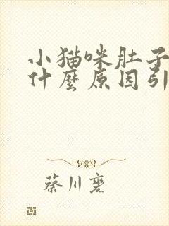 小猫咪肚子大是什么原因引起的