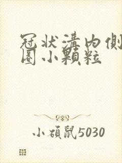 冠状沟内侧长一圈小颗粒封面