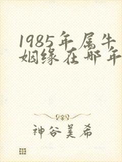 1985年属牛姻缘在哪年封面