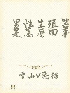 男性生殖器勃起是怎么回事