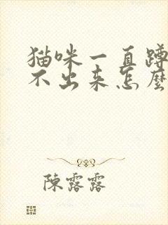 猫咪一直蹲着尿不出来怎么办