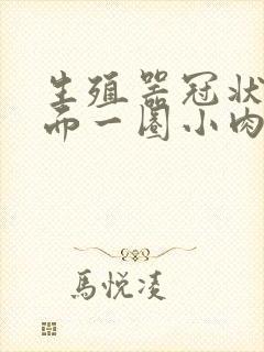 生殖器冠状沟里面一圈小肉粒怎么回事