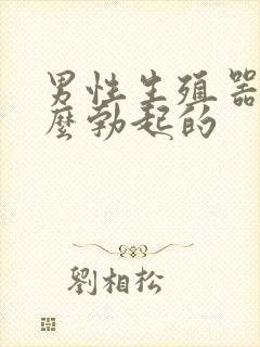 男性生殖器是怎么勃起的